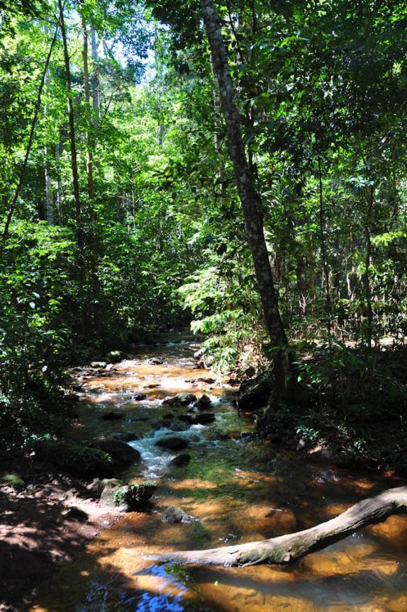 Riacho na trilha para a Cachoeira do Roncador, em Taquaruçu - TO